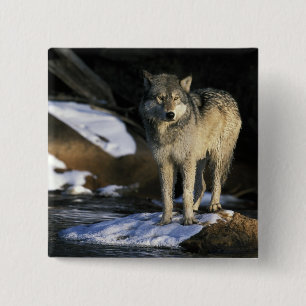North America, USA, Minnesota. Wolf (Canis 15 Cm Square Badge