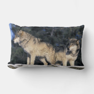 North America, USA, Minnesota. Wolf Canis 2 Lumbar Cushion