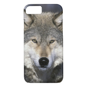 North America, USA, Minnesota. Wolf Canis iPhone 8/7 Case