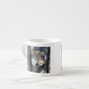 North America, USA, Minnesota. Wolf Canis Espresso Cup