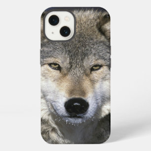 North America, USA, Minnesota. Wolf Canis iPhone Case