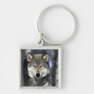North America, USA, Minnesota. Wolf Canis Key Ring