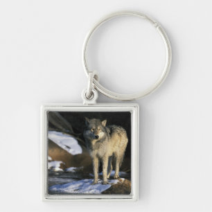 North America, USA, Minnesota. Wolf (Canis Key Ring