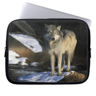 North America, USA, Minnesota. Wolf (Canis Laptop Sleeve