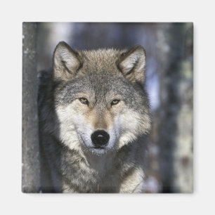 North America, USA, Minnesota. Wolf Canis Magnet