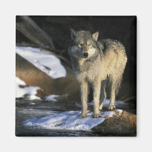 North America, USA, Minnesota. Wolf (Canis Magnet