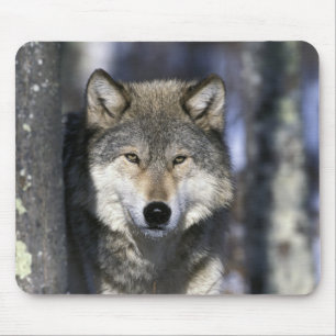 North America, USA, Minnesota. Wolf Canis Mouse Pad