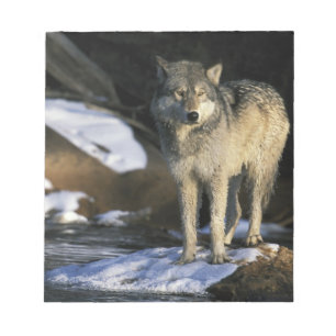 North America, USA, Minnesota. Wolf (Canis Notepad