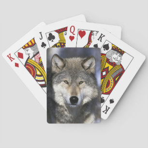 North America, USA, Minnesota. Wolf Canis Playing Cards