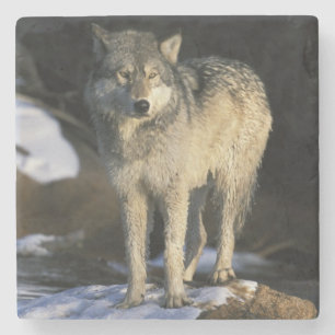 North America, USA, Minnesota. Wolf (Canis Stone Coaster
