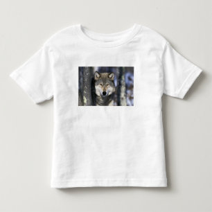 North America, USA, Minnesota. Wolf Canis Toddler T-Shirt