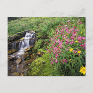 North America, USA, Montana, Glacier National 4 Postcard