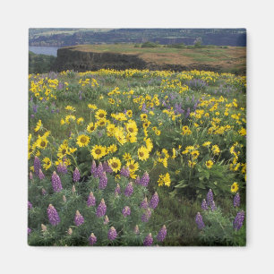 North America, USA, Oregon, Columbia River 2 Magnet