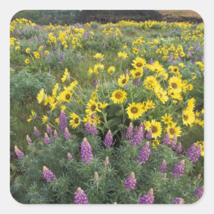 North America, USA, Oregon, Columbia River Square Sticker