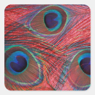 North America, USA, WA, Redmond, Peacock Square Sticker