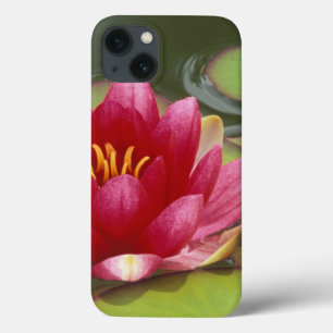 North America, USA, WA, Seattle, Woodland Park 2 iPhone 13 Case