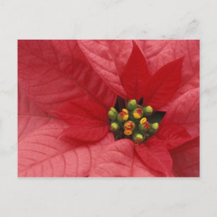 North America, USA, WA, Woodinville, Red 2 Postcard