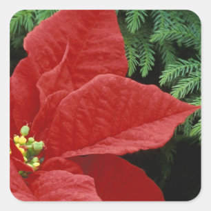 North America, USA, WA, Woodinville, Red Square Sticker