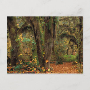 North America; USA; Washington, Moss-Covered Postcard