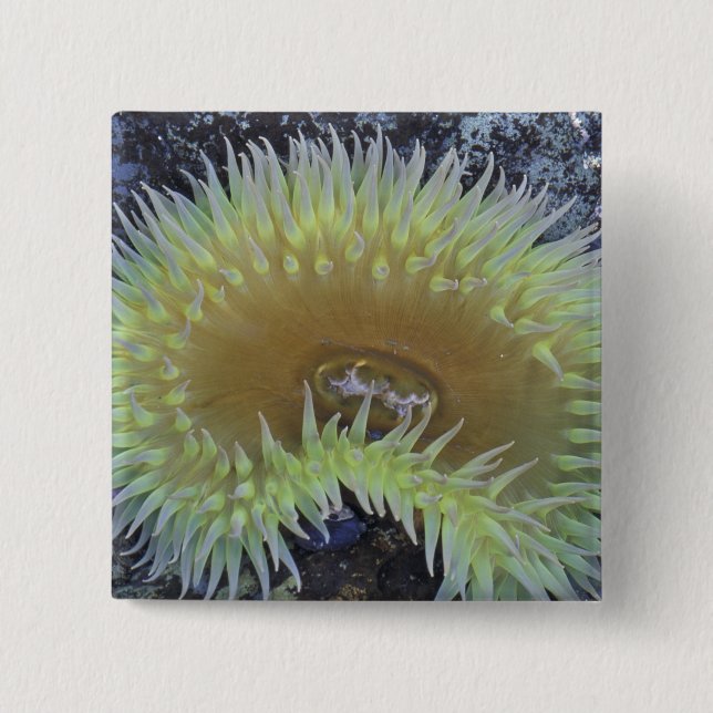 North America, USA, Washington, Olympic 4 15 Cm Square Badge (Front)