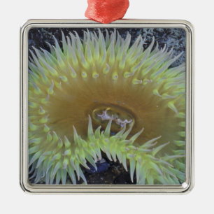 North America, USA, Washington, Olympic 4 Metal Ornament