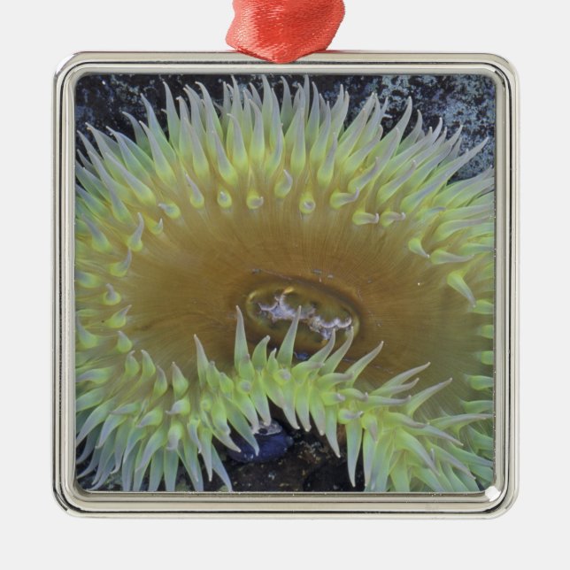 North America, USA, Washington, Olympic 4 Metal Ornament (Front)