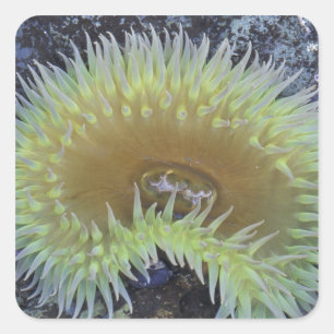 North America, USA, Washington, Olympic 4 Square Sticker