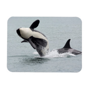 North America, USA, Washington, San Juan Magnet