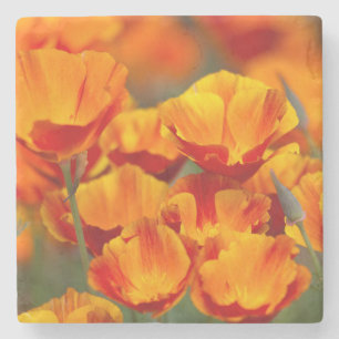 North America, USA, Washington, Seattle Stone Coaster