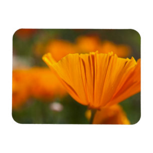 North America, USA, Washington, Seattle, Summer Magnet
