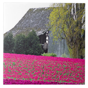 North America, USA, Washington, Skagit Valley. Tile