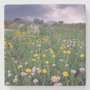 North America, USA, Wyoming, Yellowstone 2 Stone Coaster