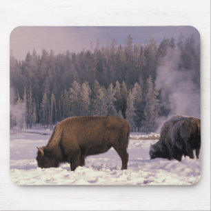 North America, USA, Wyoming, Yellowstone NP, Mouse Pad