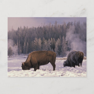 North America, USA, Wyoming, Yellowstone NP, Postcard