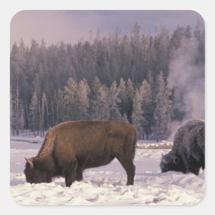 North America, USA, Wyoming, Yellowstone NP, Square Sticker
