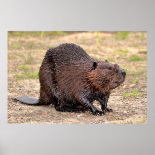 North American Beaver on ground Poster