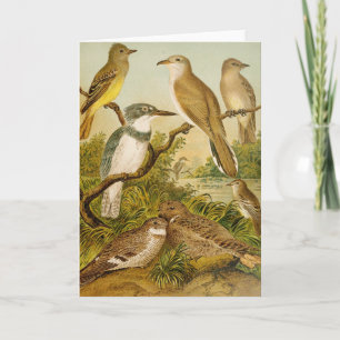 North American Birds Anton Goering Card