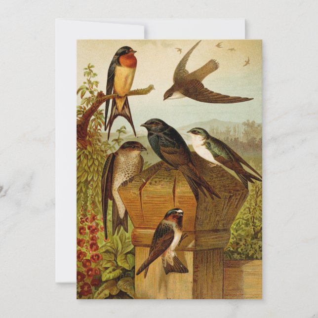 North American Birds | Gustav Mützel (Front)