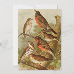 North American Birds Gustav Mützel