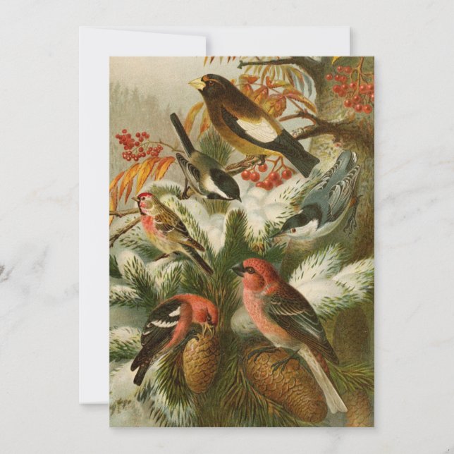 North American Birds | Gustav Mützel (Front)