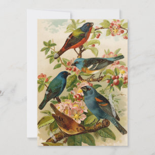 North American Birds   Gustav Mützel