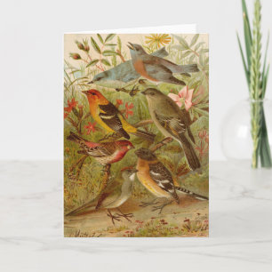 North American Birds   Gustav Mützel Card