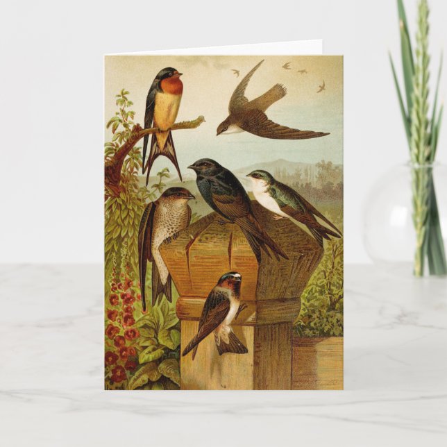 North American Birds | Gustav Mützel Card (Front)