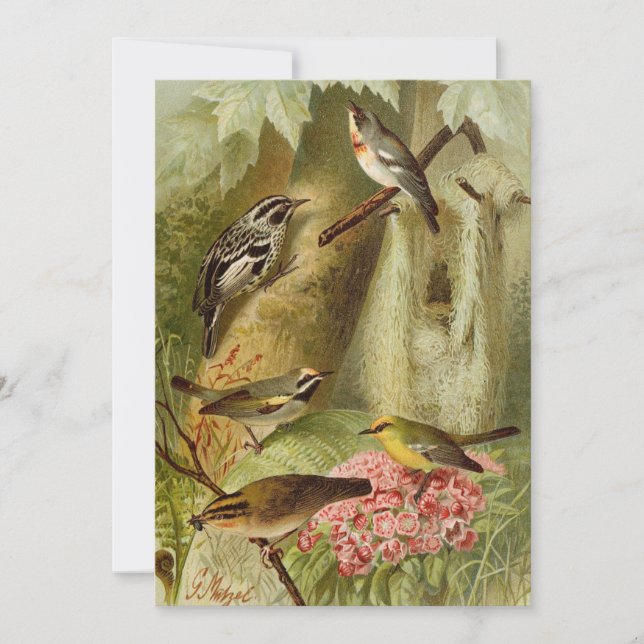 North American Birds | Gustav Mützel Card (Front)