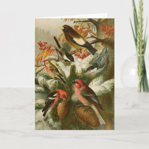 North American Birds Gustav Mützel Card