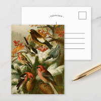 North American Birds | Gustav Mützel Postcard