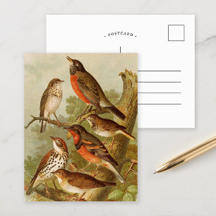 North American Birds   Gustav Mützel Postcard