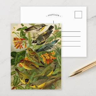 North American Birds   Gustav Mützel Postcard