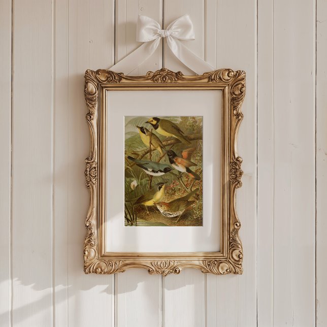 North American Birds | Gustav Mützel Poster (Creator Uploaded)