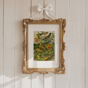 North American Birds Gustav Mützel Poster